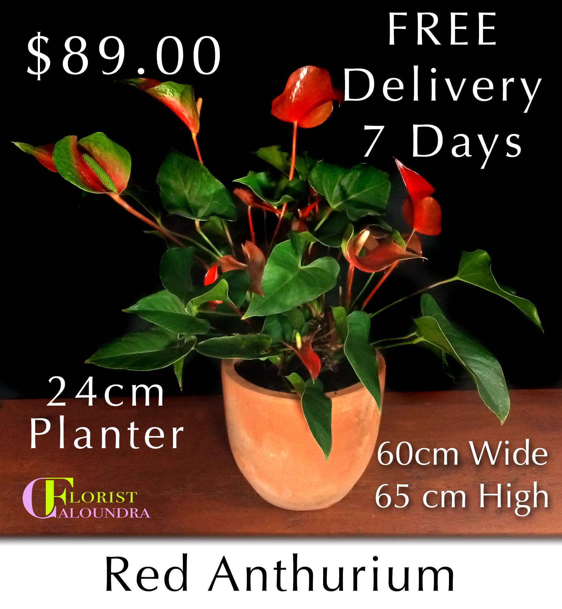 RED ANTHURIUM IN TERRACOTTA