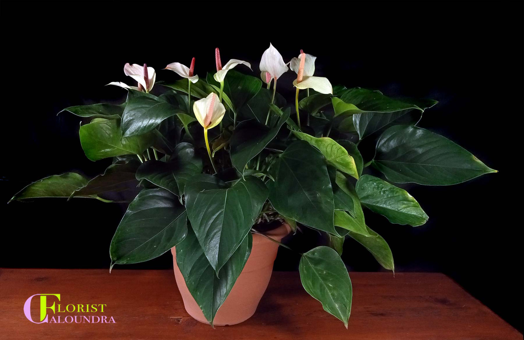LARGE WHITE ANTHURIUM